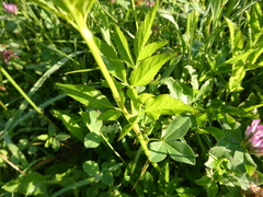 Pastinaca sativa pratensis