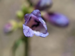 Penstemon watsonii