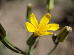 Crepis intermedia