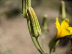 Crepis intermedia
