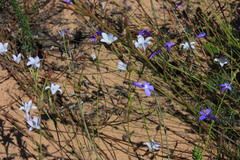 Prismatocarpus campanuloides