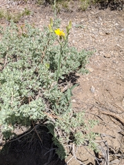 Crepis intermedia