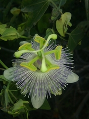Passiflora giberti