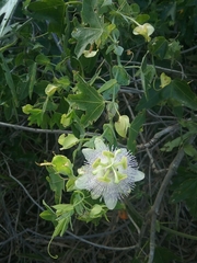 Passiflora giberti