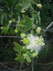 Passiflora giberti