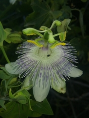 Passiflora giberti