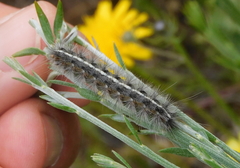Spilosoma lutea