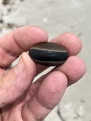 Mucuna sloanei