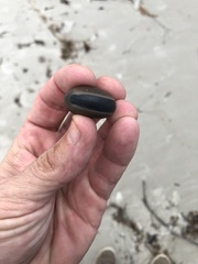 Mucuna sloanei
