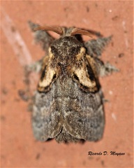 Euglyphis geroides