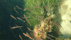 Trachinops caudimaculatus