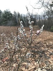 Salix gracilistyla