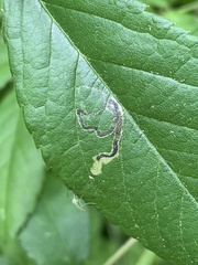 Stigmella rosaefoliella