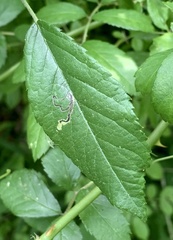 Stigmella rosaefoliella