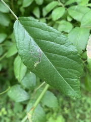 Stigmella rosaefoliella