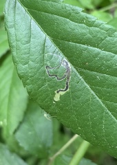 Stigmella rosaefoliella