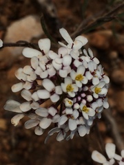 Iberis ciliata