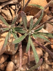 Iberis ciliata