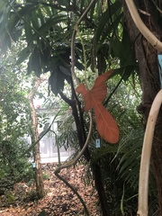 Philodendron pedatum