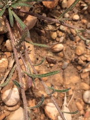 Iberis ciliata