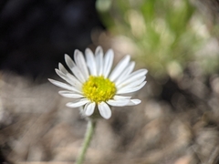 Erigeron jonesii