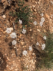 Iberis ciliata