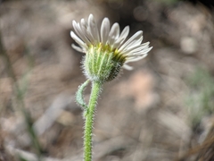 Erigeron jonesii