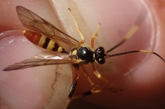 Polytribax contiguus