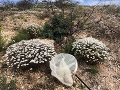 Iberis ciliata