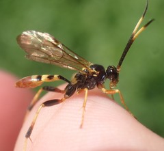 Polytribax contiguus