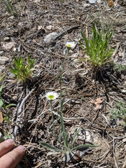 Erigeron jonesii