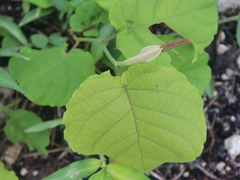 Neomillspaughia emarginata