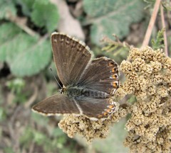 Polyommatus corydonius