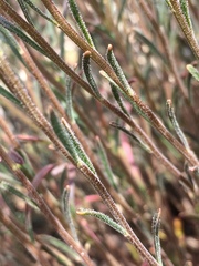 Iberis ciliata