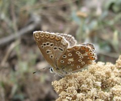 Polyommatus corydonius