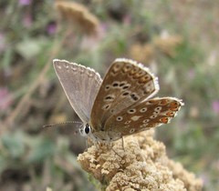 Polyommatus corydonius