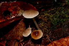 Filoboletus