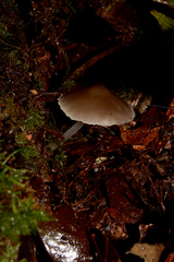 Filoboletus