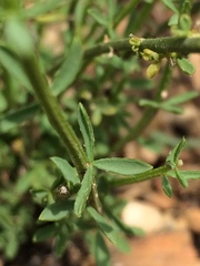 Iberis ciliata