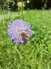 Megachile willughbiella
