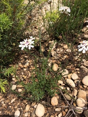 Iberis ciliata