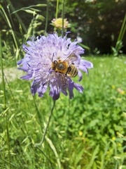 Megachile willughbiella