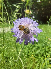 Megachile willughbiella
