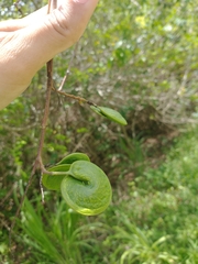 Machaerium lunatum
