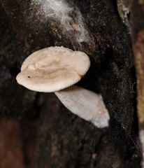 Clitocybe semiocculta