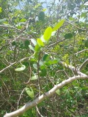Machaerium lunatum