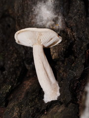 Clitocybe semiocculta