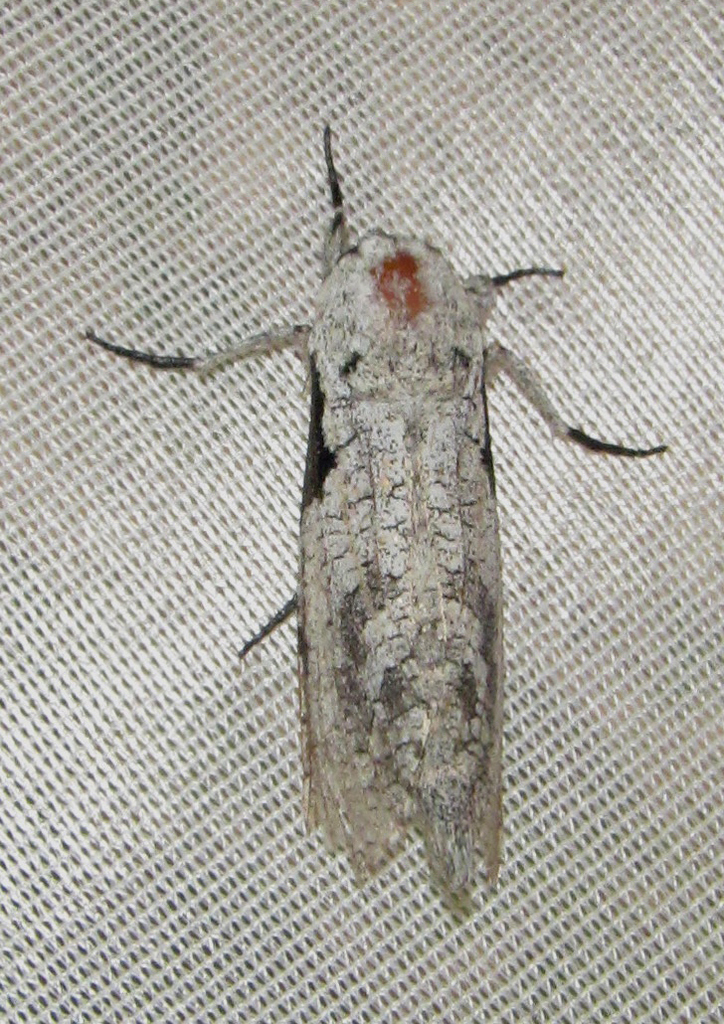 Xyleutes squameus