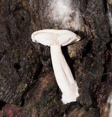 Clitocybe semiocculta