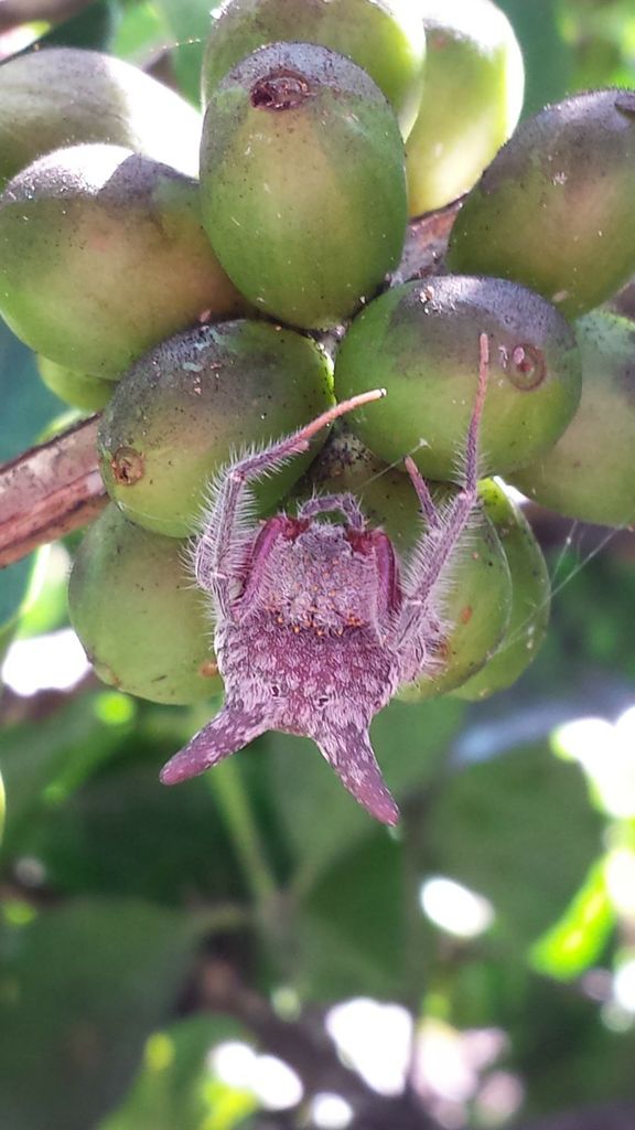 Native Puerto Rican Spider American Bolas Spiders from Bartolo, Lares, Puerto Rico on February 10 ...